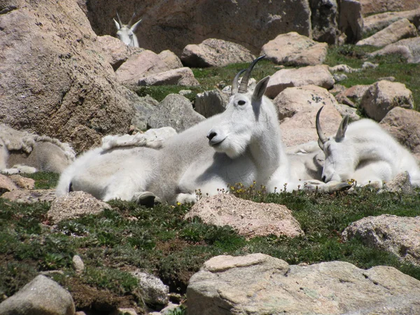 Chèvres de montagne — Photo