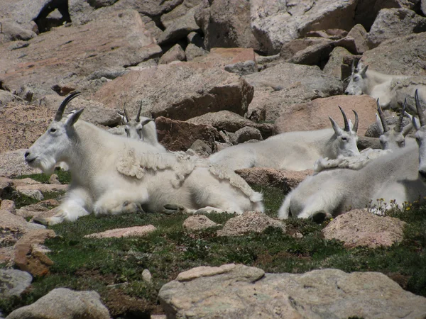 Chèvres de montagne — Photo