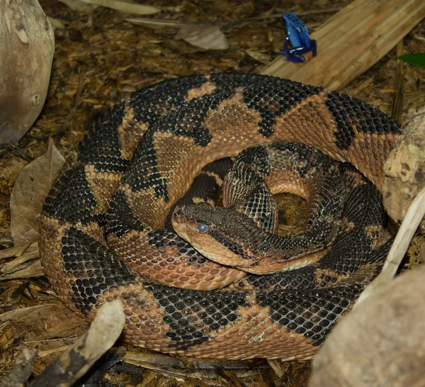 Serpiente y rana — Foto de Stock