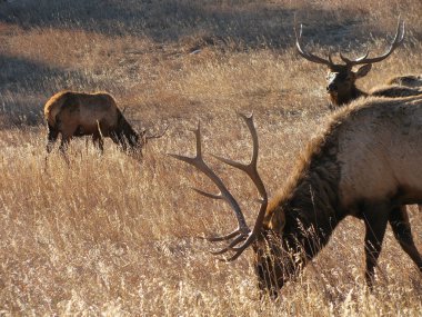 otlatma elk
