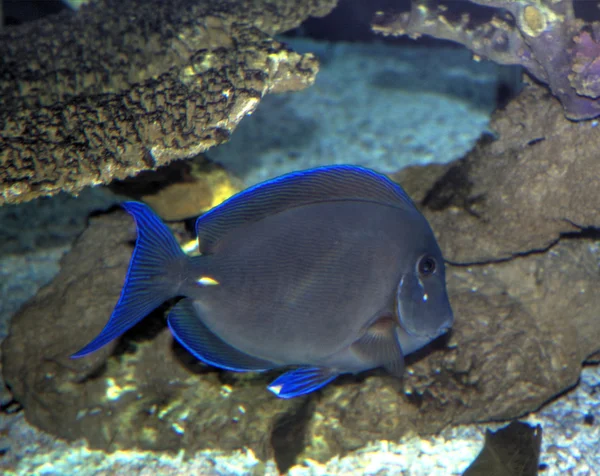 Blauer Tang — Stockfoto