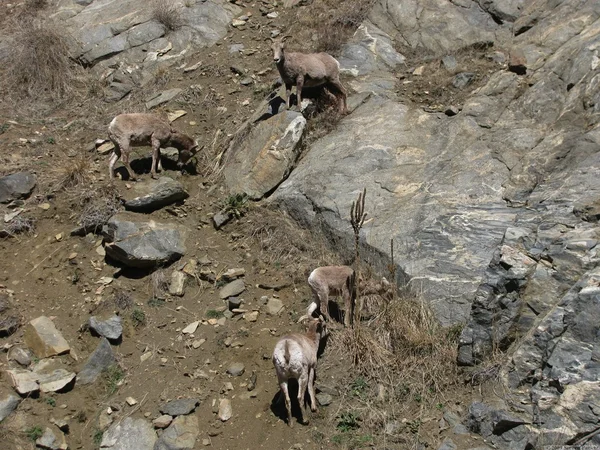 Bighorn får — Stockfoto