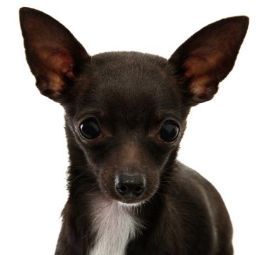 Chihuahua yüz yakın çekim