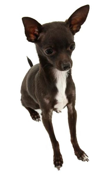 Chihuahua Sitting — Stock Photo, Image