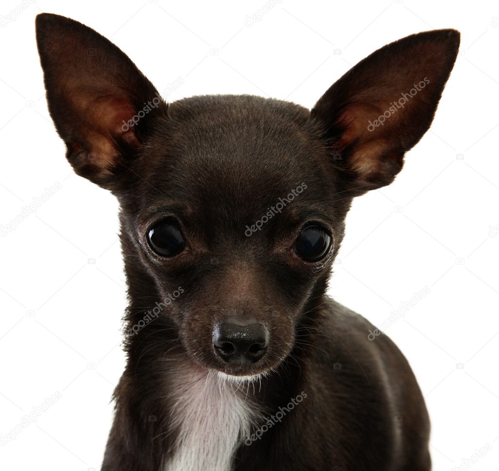 Chihuahua Face Close Up