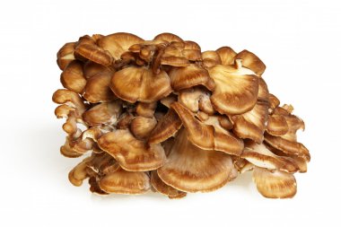Side View Of Maitake Mushroom clipart