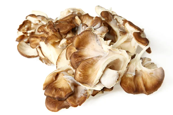 Close Up de cogumelos Maitake — Fotografia de Stock