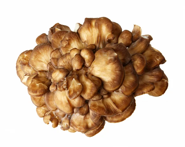 Top-down mening van een maitake mushroom Rechtenvrije Stockafbeeldingen