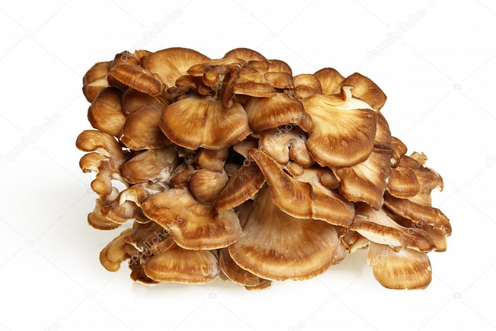 Side View Of Maitake Mushroom
