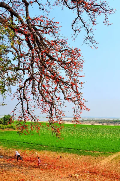 Ein sonniger Tag unter einem Baumwollseidenbaum — Stockfoto