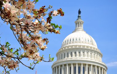 US Capitol in Magnolia bloom
