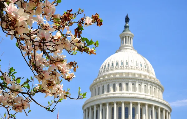 US Capitol in Magnolia bloom — Stockfoto