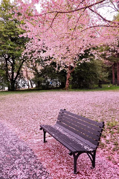 Temps de floraison des cerisiers Images De Stock Libres De Droits
