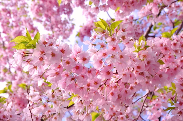 桜 ストック画像