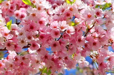 Cherry blossoms clipart