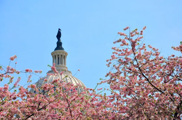 Capitólio dos EUA em flor de cereja — Fotografia de Stock