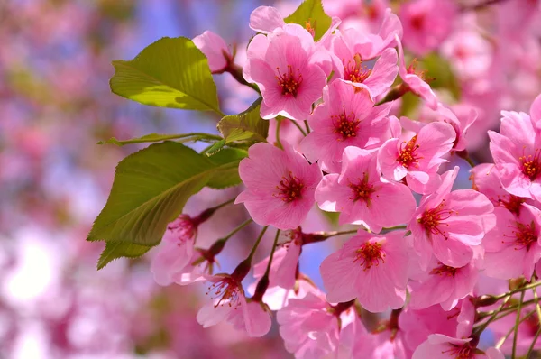Fleurs de cerisier Image En Vente
