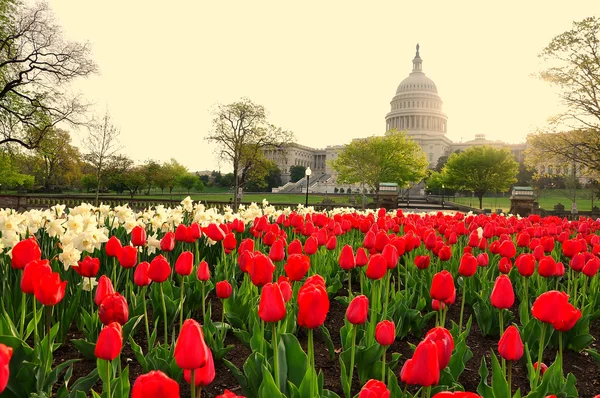 US Capitol in sunrise — Stock Photo, Image