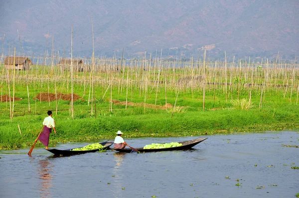 Jardin flottant au Myanmar Photo De Stock