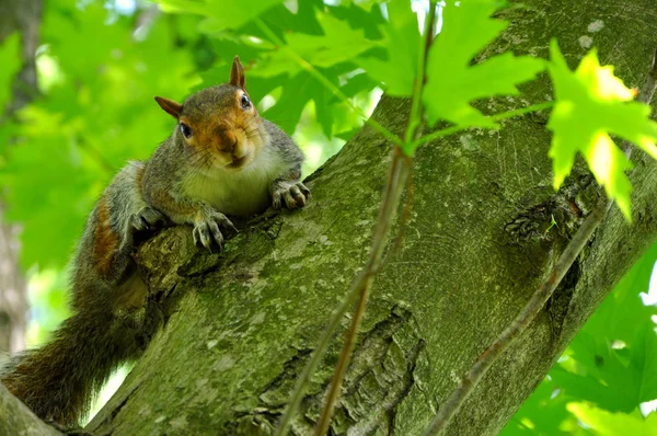 A squirrel looks at the camera — Stock Photo, Image