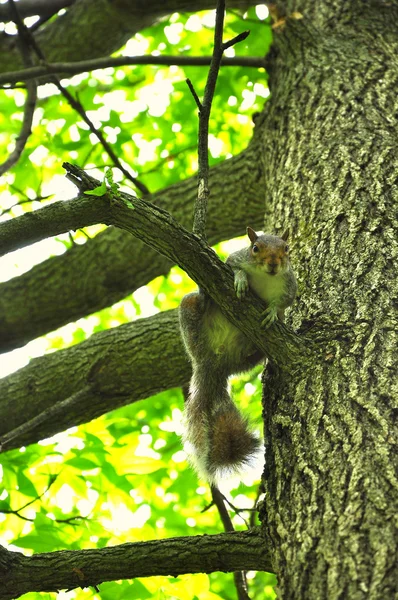 A squirrel looks at the camera — Stock Photo, Image