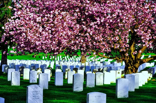 Militaire begraafplaats Arlington national cemetery — Stockfoto