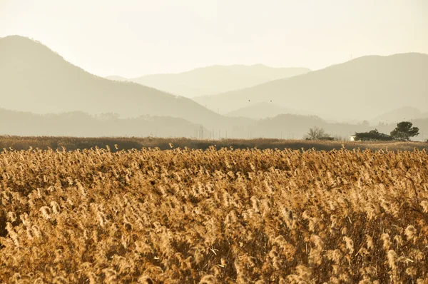 The field of reeds in South Korea — Stock Photo, Image