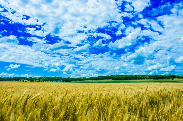 Pszenicy farm w słoneczny dzień w kansas — Zdjęcie stockowe