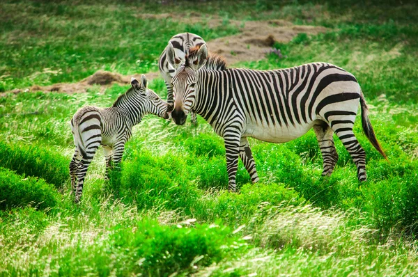 Hartmann horské zebry — Stock fotografie