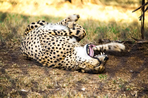 Um Cheetah está jogando — Fotografia de Stock