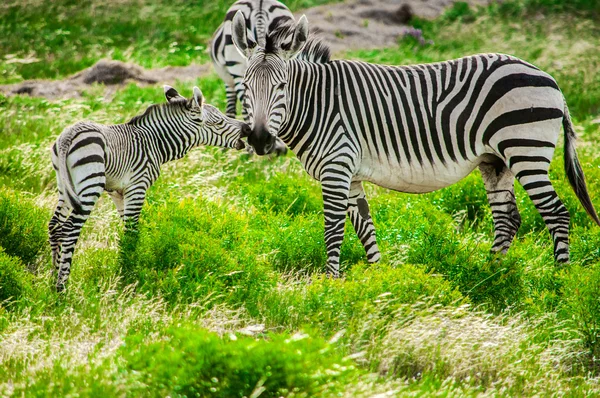 Zebre di montagna Hartmann — Foto Stock