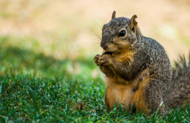 bir sincap parkta yiyor