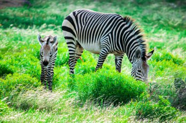 Hartmann'ın dağ zebra anne ve yavru