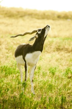 Genç erkek Blackbuck (antilop cervicapra)