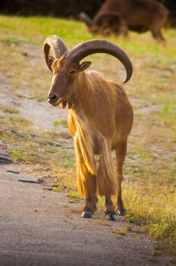 Berberi koyunu (ammotragus lervia)