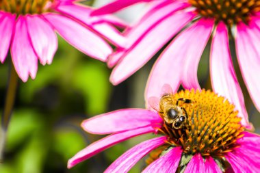 Pembe Coneflower (Echinacea) ve arı