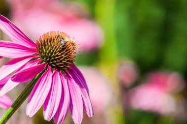 Pembe Coneflower (Echinacea) ve arı