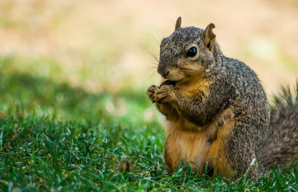 Una ardilla está comiendo en el parque —  Fotos de Stock