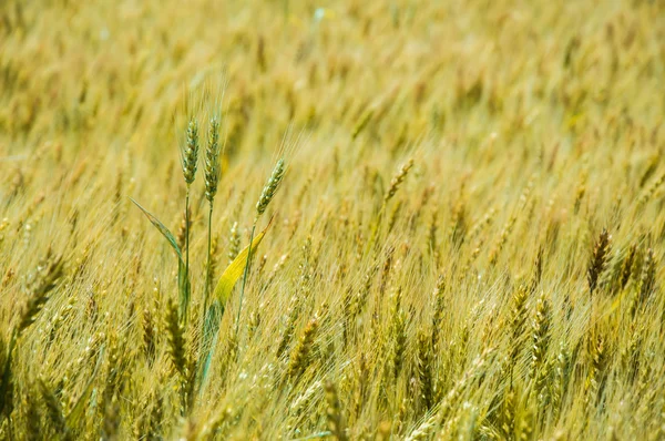 Una granja de trigo —  Fotos de Stock