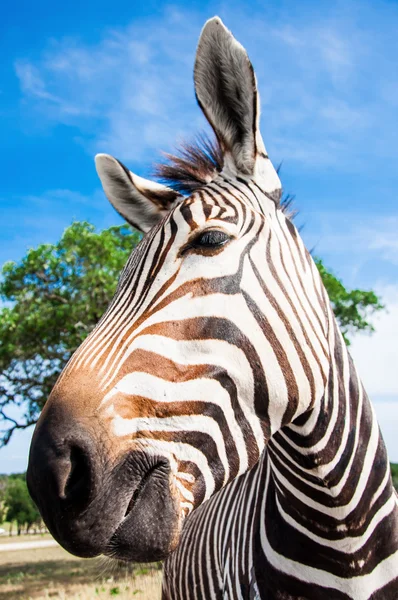 Portrét Grévyho zebry — Stock fotografie