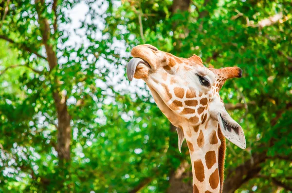 A cute giraffe — Stock Photo, Image