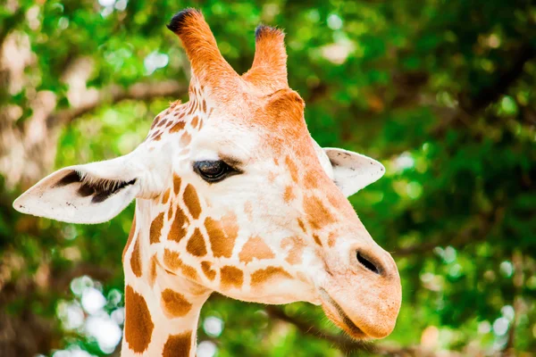 A cute giraffe — Stock Photo, Image