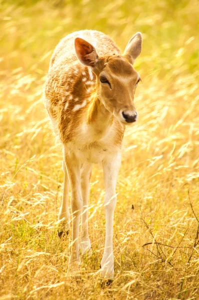 An isolated fallow deer — Stock Photo, Image