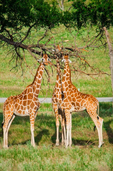 Three Giraffes are eating leaves — Stock Photo, Image