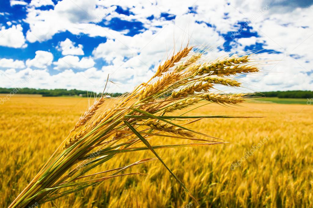 A wheat farm