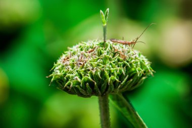 A mantis on the flower