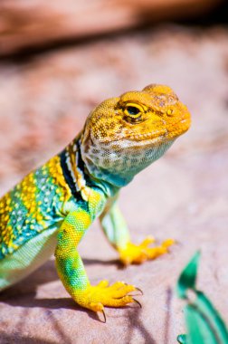 Yalnız bir kertenkele grand merdiven-escalante Ulusal Anıtı, utah, ABD.