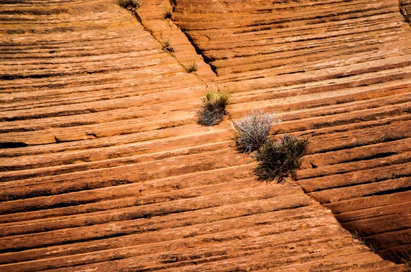 Malé stromy rostou z rock, velkolepé schodiště - escalante Národní památník, utah, usa — Stock fotografie