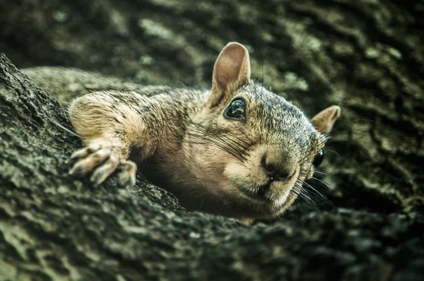 A squirrel looks at the camera — Stock Photo, Image