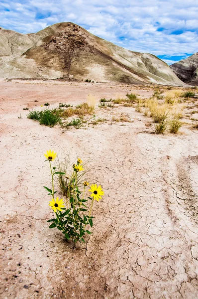 Girasoles solitarios crecen en medio de la carretera, Utah, EE.UU. . — Foto de Stock
